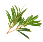 Tea tree essential oil ingredient image
