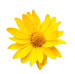 Arnica oil ingredient image